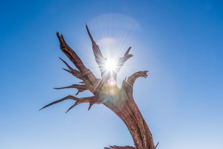 Photo by Tanya Nevidoma on Unsplash arbre et soleil
