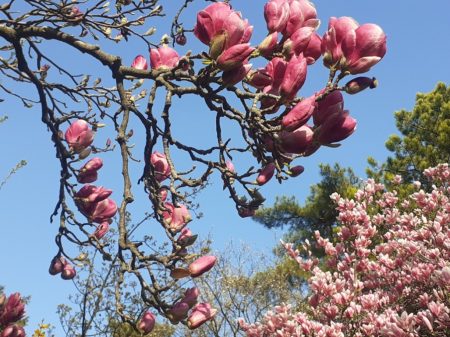 arbre en fleurs