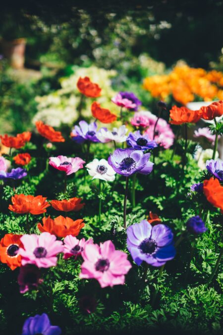 Photo Annie Spratt on Unsplash fleurs
