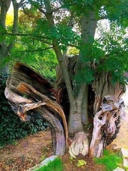 Arbre qui renait - Guy Krettels - Belgique
