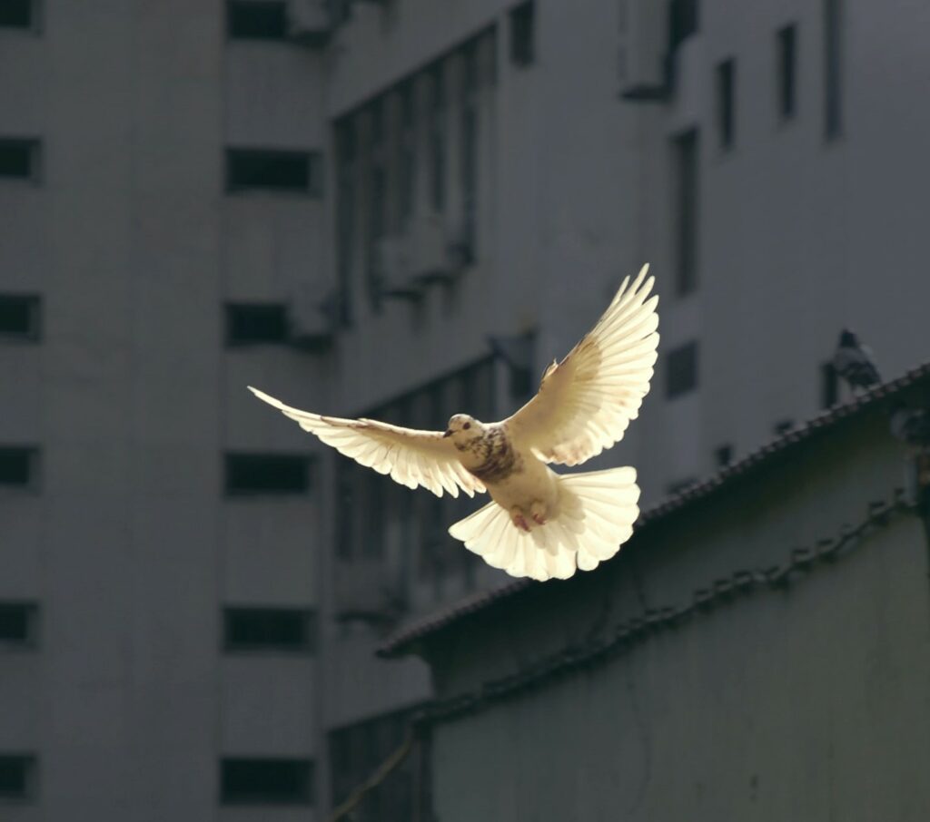Photo By Sunguk Kim On Unsplash Peace