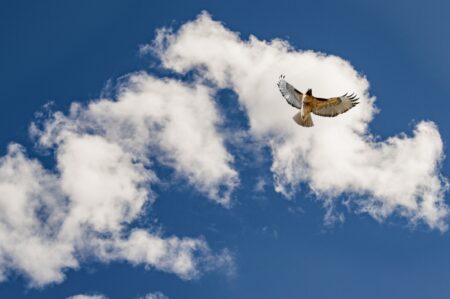 pexels-brett-sayles oiseau