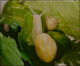 Escargots