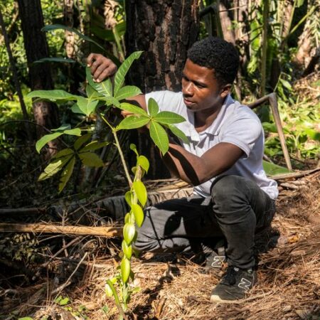 Madagascar, plantation de vanille