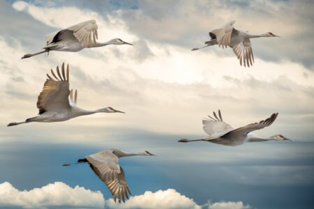 chris-briggs-migration oiseaux