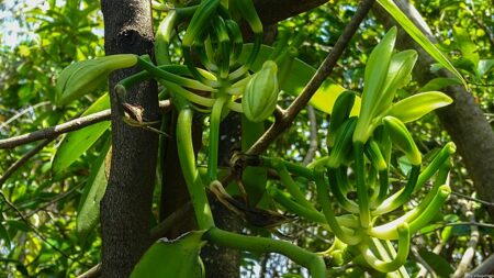 plantation de vanille