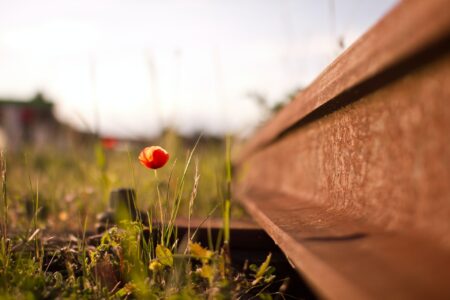 Clement Falize Unsplash coquelicot voie ferrée