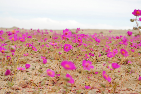 Désert fleuri d'Atacama au Chili