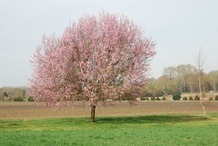 Arbre en fleurs. J.Idoux Coll.privée
