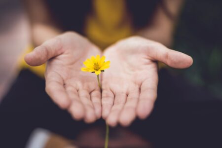 Photo Lina Trochez Sur Unsplash fleur jaune pâquerette main
