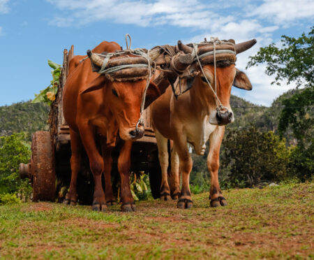 Otto Gonzalez Unsplash boeufs vaches joug charrue