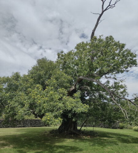 Chataignier arbre