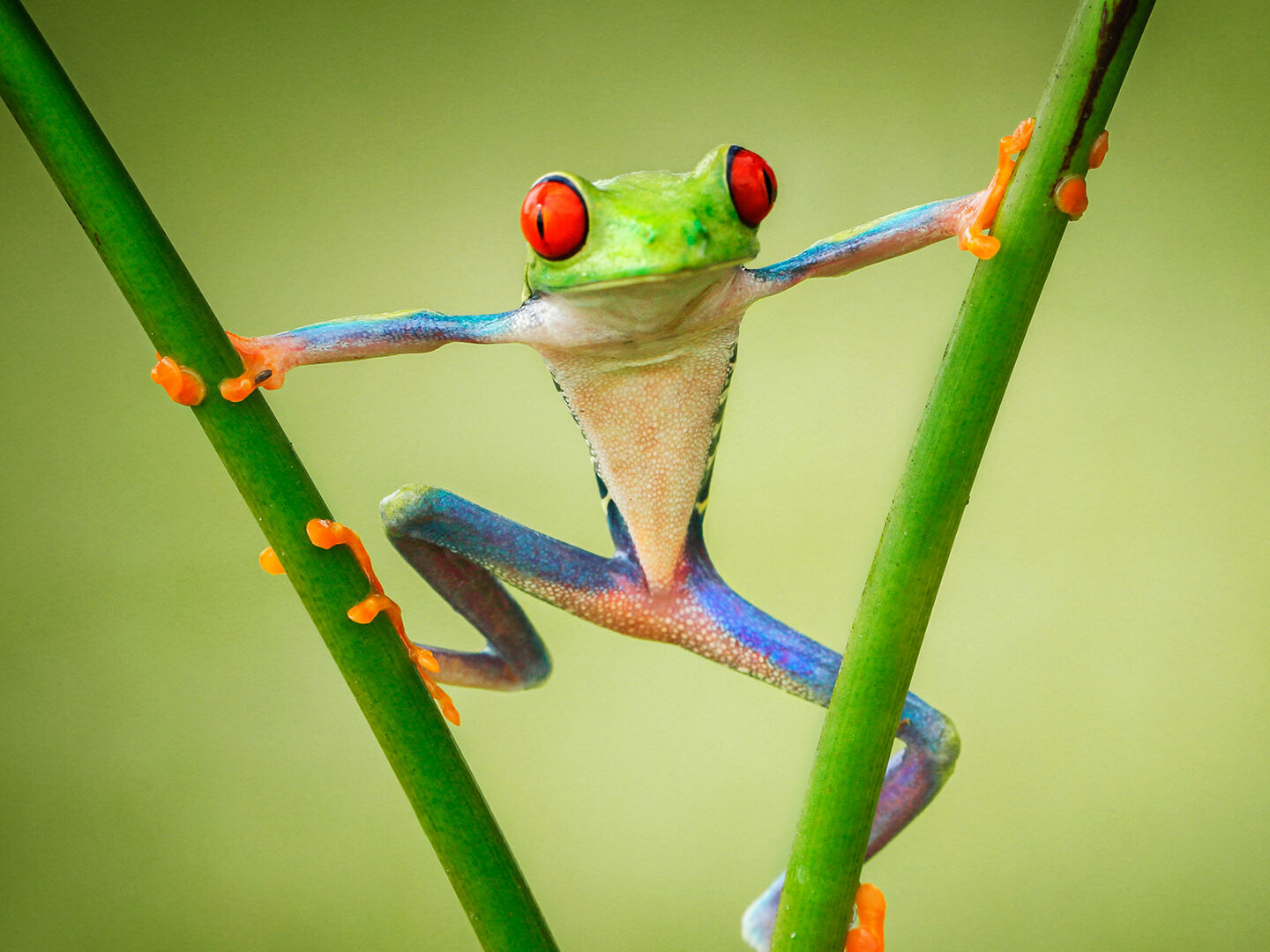 Grenouille colorée - biodiversité
