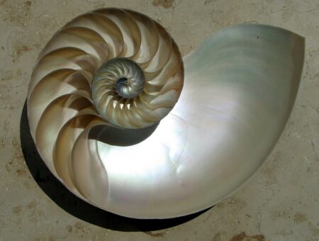 Nautilus - Wikimédias Commons