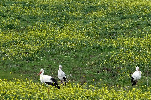 Cigognes Blanche Au Milieu D'un Champ De Moutarde Sauvage. Mahieddine Boumendjel1
