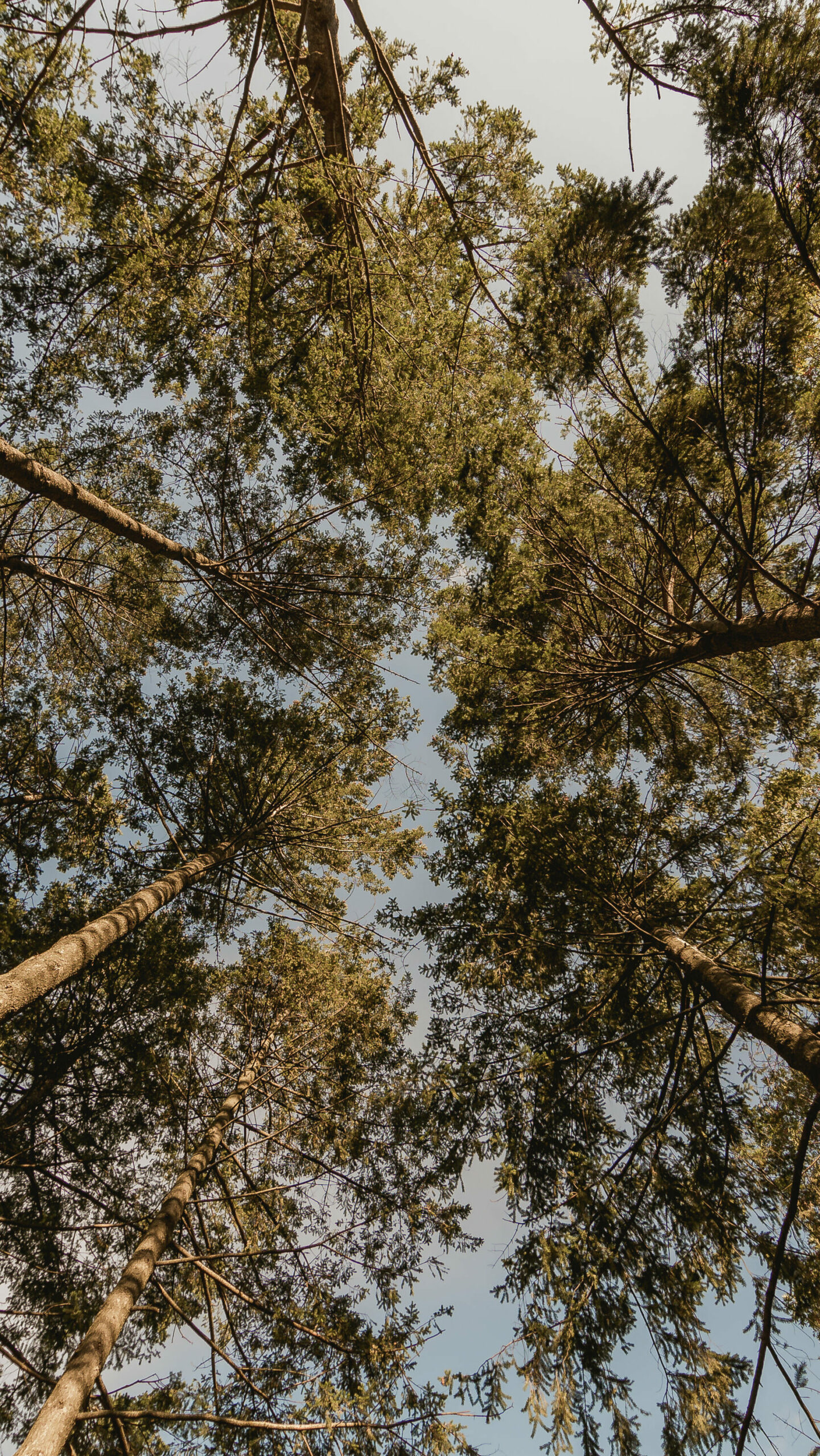 Looking Up At Pine Forest arbre forêt