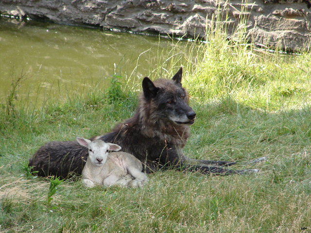 Le Loup Et Lagneau Copains Via Photos Linternaute Com