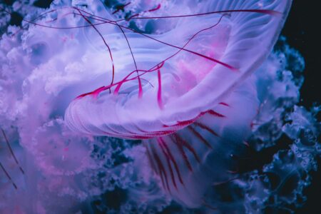 Photo Diane Picchiottino Unsplash