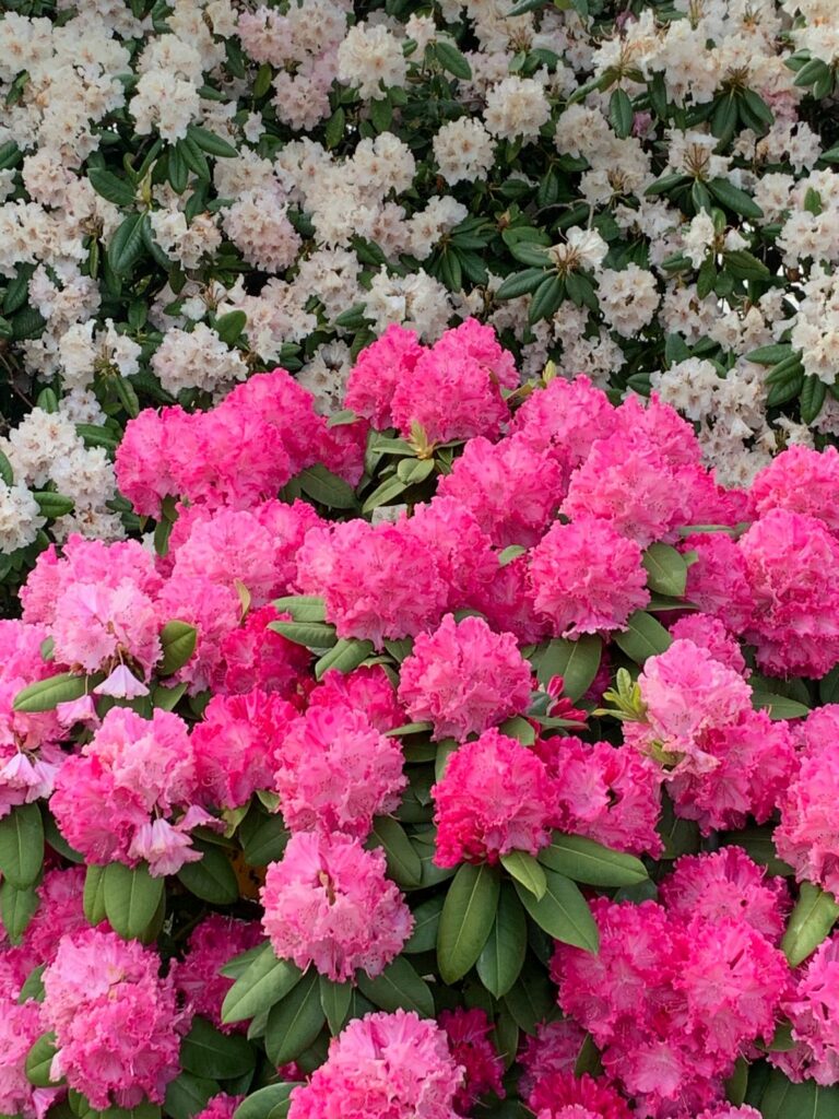 Rhododendrons